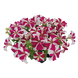 Петунiя Success!360 F1 Rose Star pro-Success!360F1RoseS-500dr фото 1