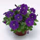 Петунія FlashForward F1 Blue pro-petflaf1blu-1000 фото 2
