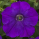 Петунія FlashForward F1 Blue pro-petflaf1blu-1000 фото 1