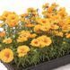 Портулак великоквітковий Sundial Gold pro-SundialGold-1000 фото 3