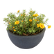 Портулак великоквітковий Sundial Gold pro-SundialGold-1000 фото 2