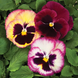 Вiола Colossus F1 Rose Surprise ColossusRoseSurprise фото 1