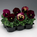 Вiола Colossus F1 Rose Surprise ColossusRoseSurprise фото 4
