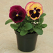 Вiола Colossus F1 Rose Surprise ColossusRoseSurprise фото 3