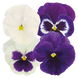 Віола Inspire Plus F1 Blueberry Pie Mix pro-vioinspluf1blupiemix-1000 фото 1