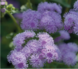 Агератум Horizon Blue copy_pro-Horizonblue-1000dr фото