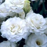 Еустома Croma F1 White 3 pro-euscrof1whi3-1000 фото