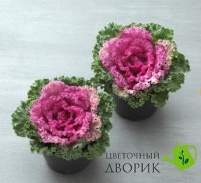 Капуста декоративна Kamome F1 Bright Red  pro-kKamomeBrightRed-1000 фото