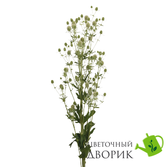 Синьоголовник плосколистий Glitter White pro-GlitterWhite-500 фото