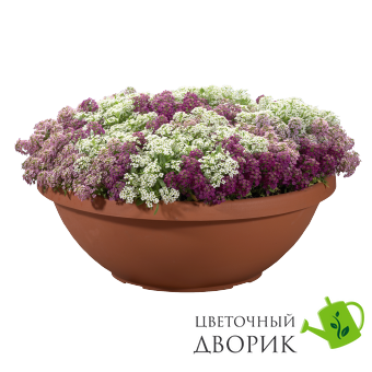 Алісум Wonderland Mulberry Mix pro-aliwonmulmi-10000 фото