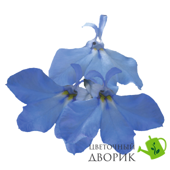 Лобелия Palace Sky Blue PalaceSky Blue фото