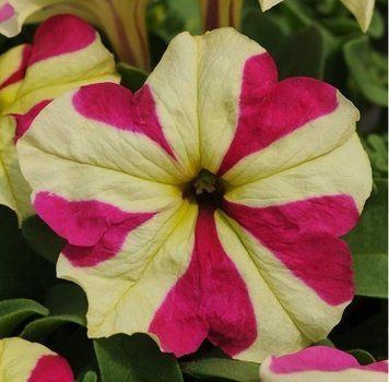 Петуния Sophistica F1 Lime Bicolor SophisticaLimeBicolor фото
