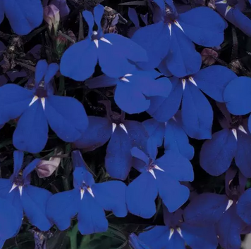 Лобелія Riviera Midnight Blue pro-lobrivmidblu-25000 фото