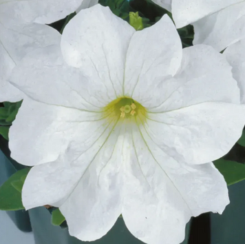 Петуния Eagle F1 White pro-EagleWhit-1000 фото