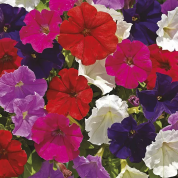 Петуния Picobella F1 Mix pro-petpicf1mix-1000s фото