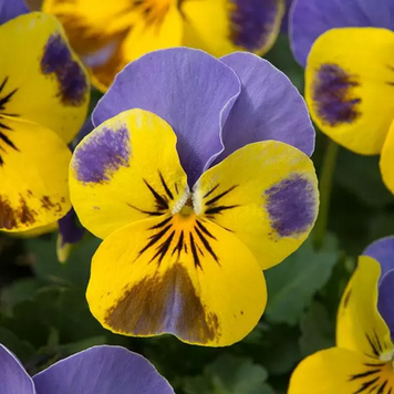 Віола Sorbet XP Yellow Blue Jump Up pro-SorbetXPYellowBlueJumpUp-1000 фото