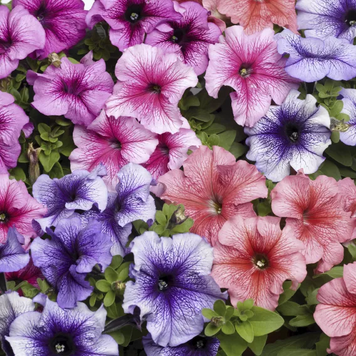 Петуния Tritunia F1 Veined Mix pro-TrituniaVeinMix-1000dr фото