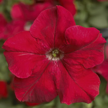 Петуния Tritunia F1 Red TrituniaRed фото