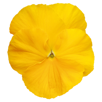 Виола Inspire Plus F1 Yellow pro-InspirePlusYellow-500 фото