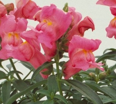 Ротики садові Floral Showers F1 Rose Pink pro-lvizevfloshof1rospin-1000 фото
