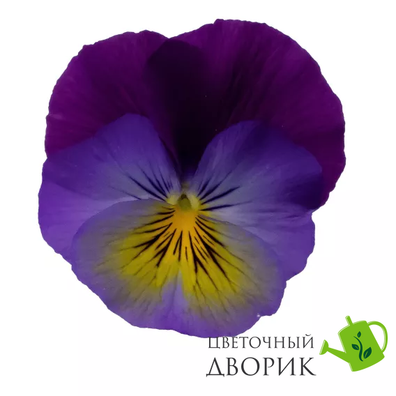 Віола Wellspring Purple Wing New2027 pro-WellspringPurpleWing-1000 фото