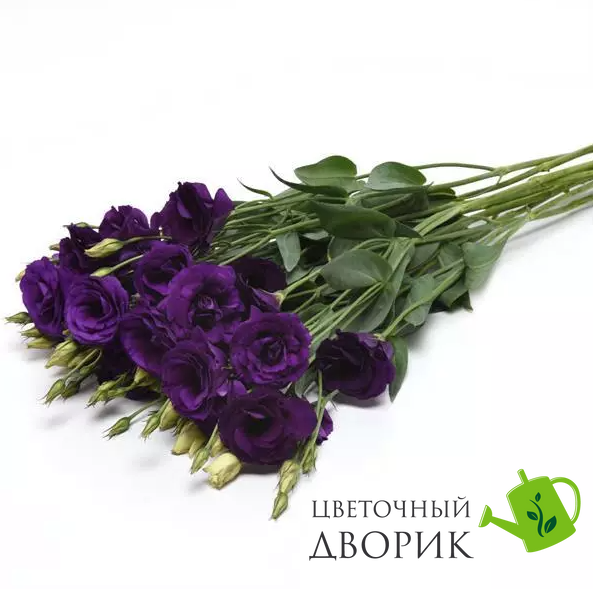 Эустома ABC F1 2 Purple pro-ABC2Purple-100 фото