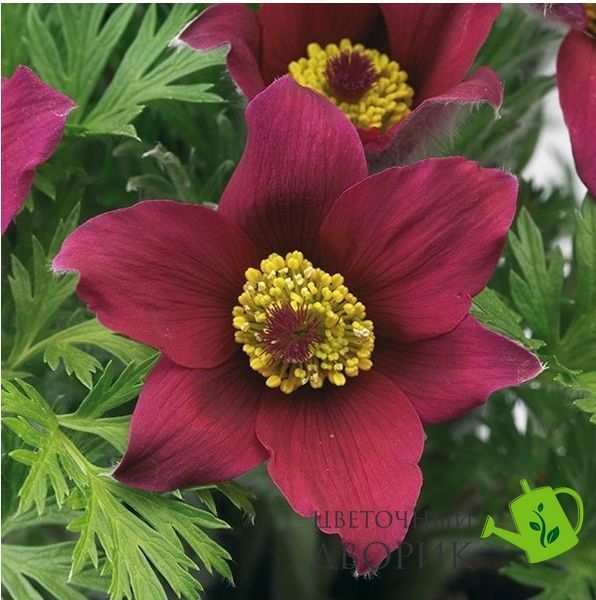 Сон-трава Pinwheel Dark Red Shades PinwheelDarkRedShades фото