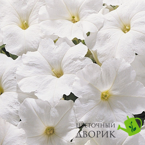 Петуния Eagle F1 White pro-EagleWhit-1000 фото