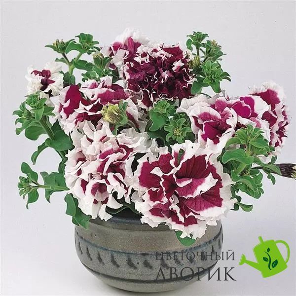 Петунія Pirouette Purple pro-PirouettePurple-500dr фото