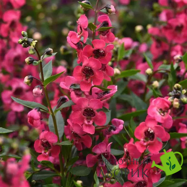 Ангелония Serenita Cherry Red New2027 SerenitaCherryRed-5 фото