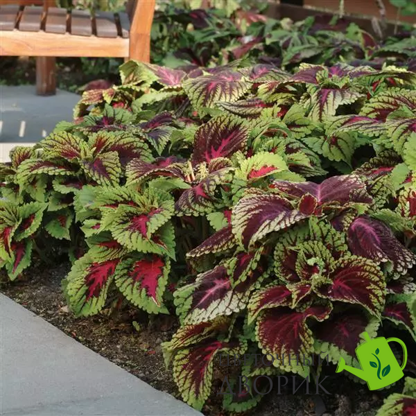 Колеус Kong Red KongRed фото