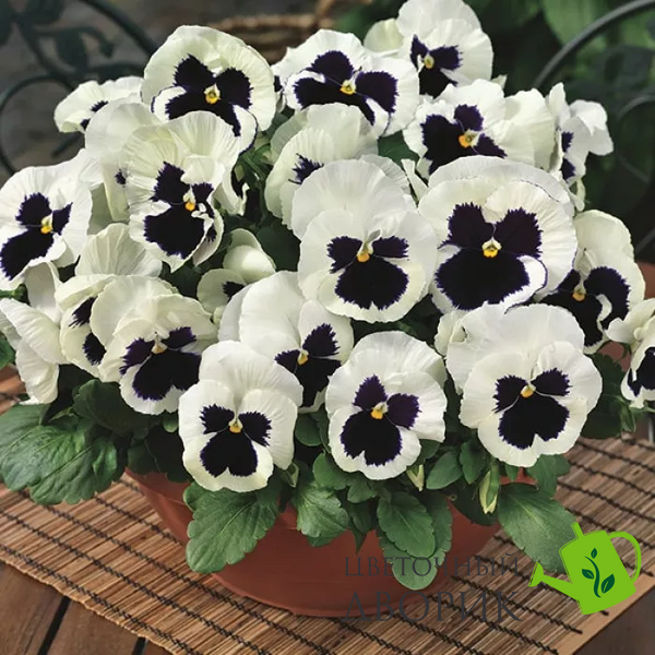 Віола Mammoth F1 Glamarama White MammothGlamaramaWhite фото