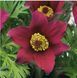 Сон-трава Pinwheel Dark Red Shades PinwheelDarkRedShades фото 2