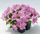 Петунія Success! HD F1 Light Pink pro-petsuchdf1ligpin-500 фото 2