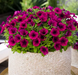 Петуния FlashForward F1 Burgundy pro-petflaf1bur-1000 фото 3