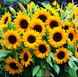 Соняшник Sunrich F1 Orange DMR pro-SunrichOrangeDMR-1000 фото 1