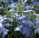 Лобелия Palace Sky Blue PalaceSky Blue фото 1