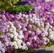 Алісум Wonderland Mulberry Mix pro-aliwonmulmi-10000 фото 1