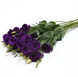 Эустома ABC F1 2 Purple pro-ABC2Purple-100 фото 2