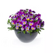 Віола Wellspring Purple Wing New2027 pro-WellspringPurpleWing-1000 фото 1