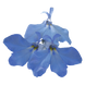Лобелия Palace Sky Blue PalaceSky Blue фото 2