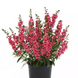 Ангелония Serenita Cherry Red New2027 SerenitaCherryRed-5 фото 1