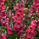 Ангелония Serenita Cherry Red New2027 SerenitaCherryRed-5 фото 2