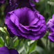 Эустома ABC F1 2 Purple pro-ABC2Purple-100 фото 1