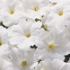 Петуния Eagle F1 White pro-EagleWhit-1000 фото 2