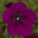 Петуния FlashForward F1 Burgundy pro-petflaf1bur-1000 фото 1