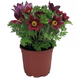 Сон-трава Pinwheel Dark Red Shades PinwheelDarkRedShades фото 1