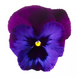 Виола Colossus F1 Neon Violet ColossusNeonViolet фото 2