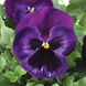 Виола Colossus F1 Neon Violet ColossusNeonViolet фото 1