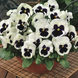 Віола Mammoth F1 Glamarama White MammothGlamaramaWhite фото 3